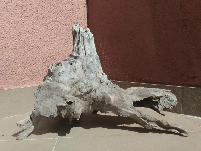 Raizes grandes para terrários