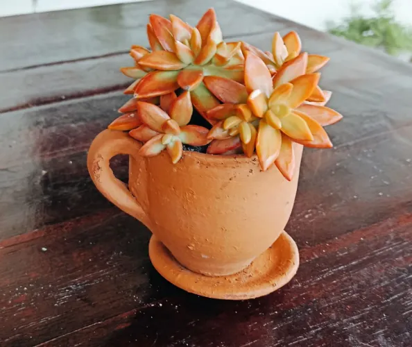 Caneca de Suculenta