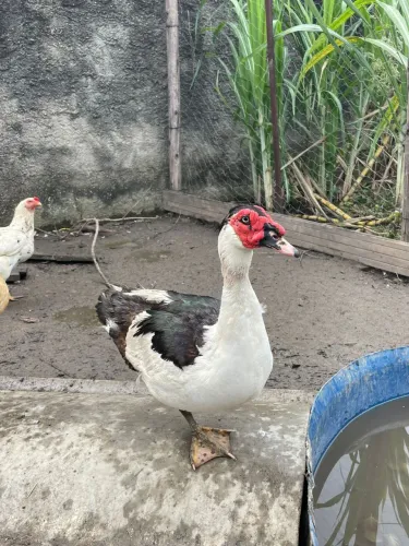 Pato