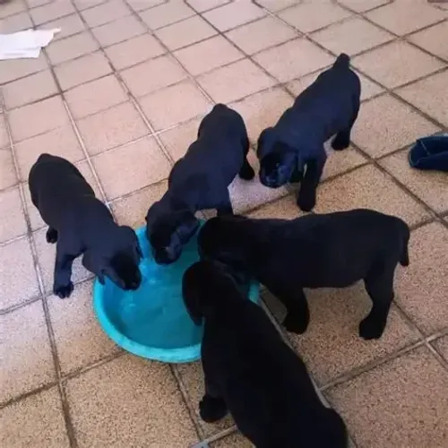 otimos para guarda e companhia