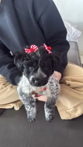 Doação, filhote pequeno porte, ( vira lata) poodle co. Shitzu