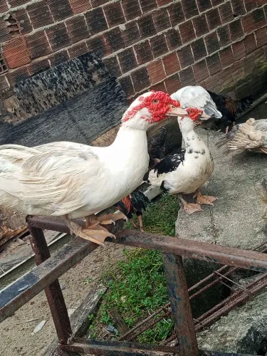 Patos Alemão Gigante ) Gamela  