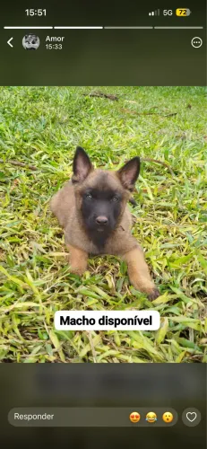 Vendo filhotes de Pastor Belga Malinois