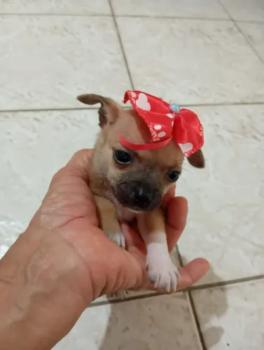 PINSCHER FÊMEA 00 PROMOÇÃO DOS DIAS DAS CRIANÇAS.