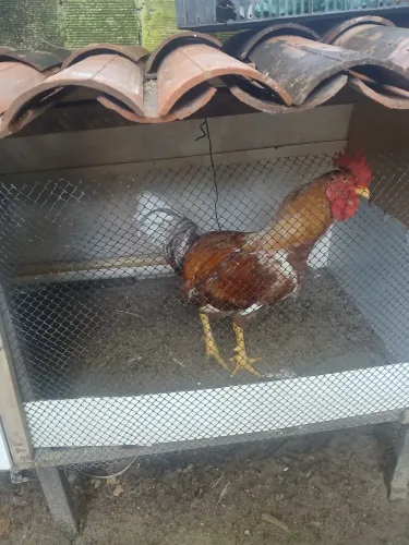 Vendo essw lindo galo novo ainda