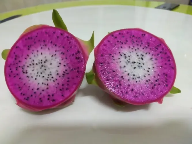 Vendo Mudas de Pitaya Chamaleon - Guarulhos