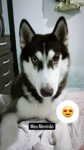 Husky Siberiano Pra Cruzar