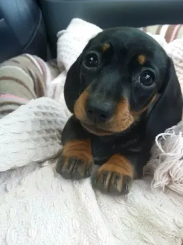 Filhote de dachshund miniatura  em até 12x