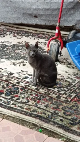 GATA FÊMEA CINZA!! DISPENSO CURIOSOS!