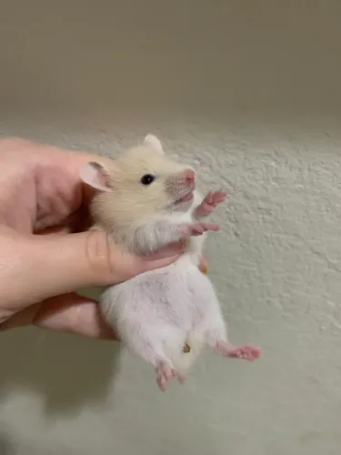Vendo filhotes de hamster