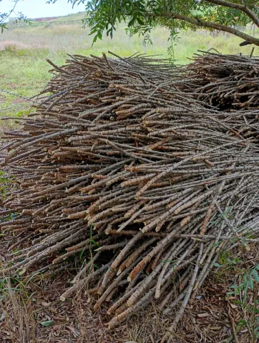 Vendo rama de mandioca amarela