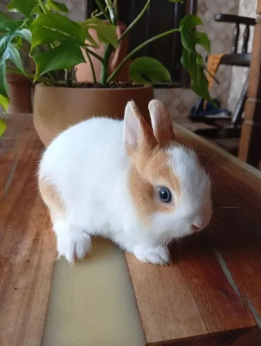 Vende se lindo machinho de coelho anão, raça Netherlands puro