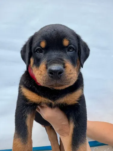 Rotweiller cabeça de Touro 