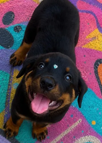 Rottweiler