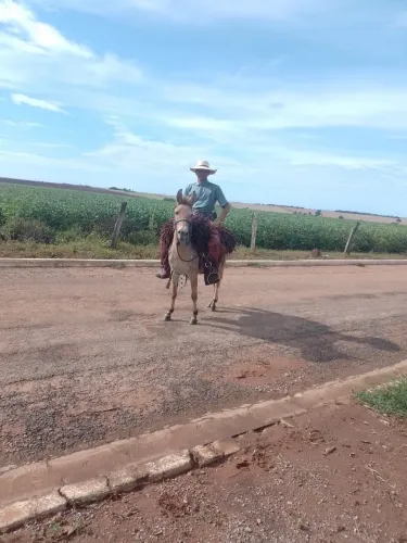 Burro Manso