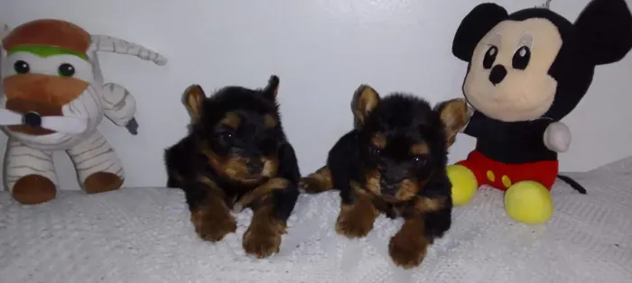 Filhote Yorkshire Terrier, Pequenos no Tamanho, Gigantes no Amor!
