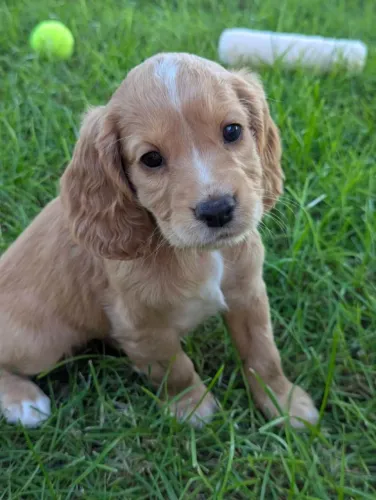 Cocker Spaniel Inglês: Com linhagem pura 
