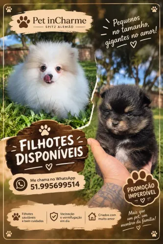 Spitz Alemão PROMOÇÃO