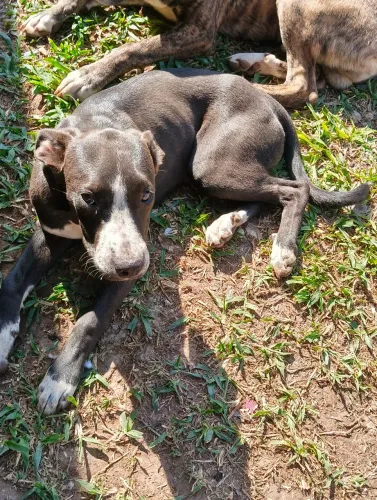 Doação de cachorro