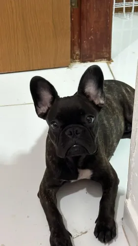Bulldog Francês