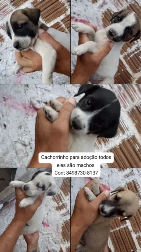 FILHOTES PARA ADOÇÃO RESPONSÁVEL 