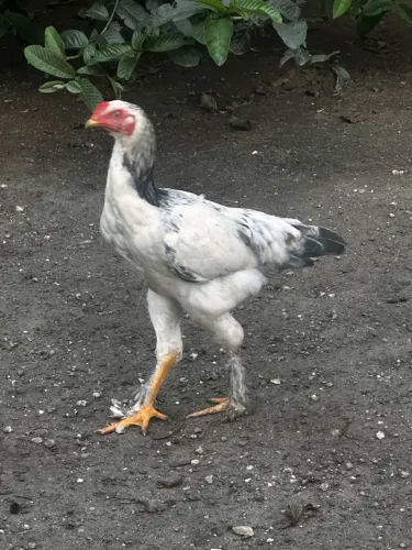 Galos, galinhas , frangas e frangos Caipiras