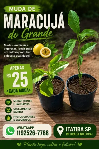 Muda de Maracujá do Grande - Itatiba-SP