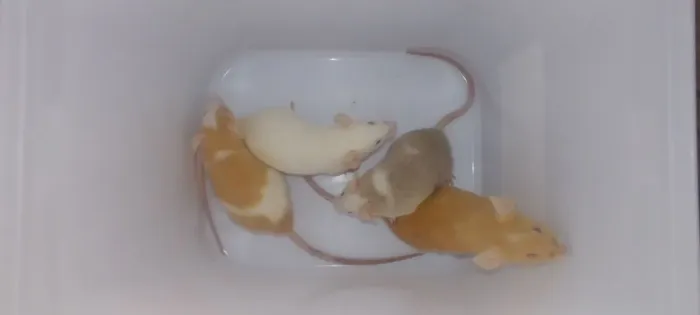 Camundongos Saudáveis - Ideal para Pet ou Alimentação (R$ 10,00)
