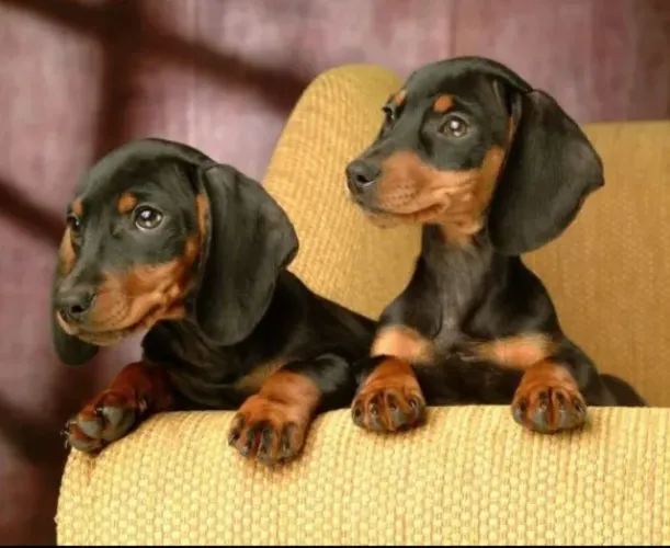 Basset teckel entrega imediata 