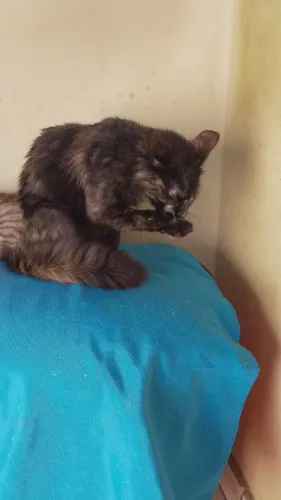Doação de gatos