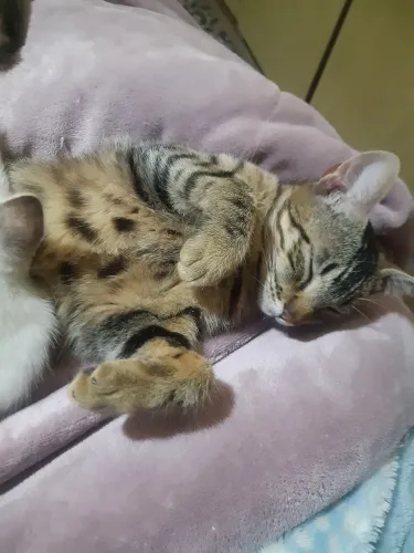 Doação de Gata