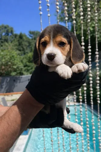 beagle nene