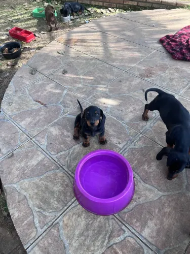 Basset Dachshund mini macho