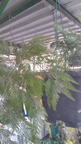 Plantas já pegadas