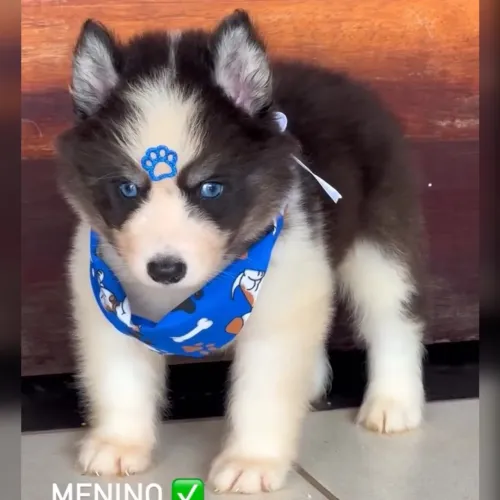 Husky siberiano filhote macho preto pedigree Cbkc