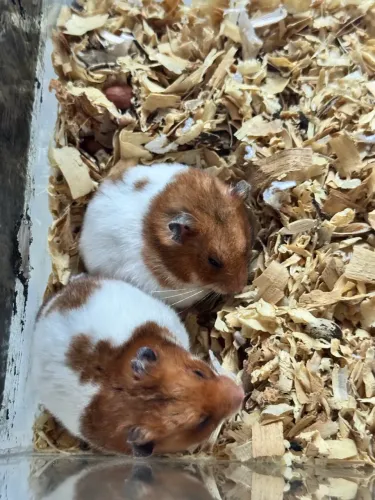Vende-se casal de hamister com a gaiola já