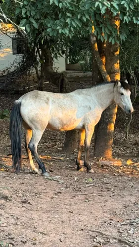 Égua meio sangue dócil e saudável