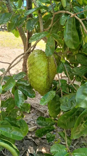 Vende sítio com plantação de açaí começou a produção este ano 