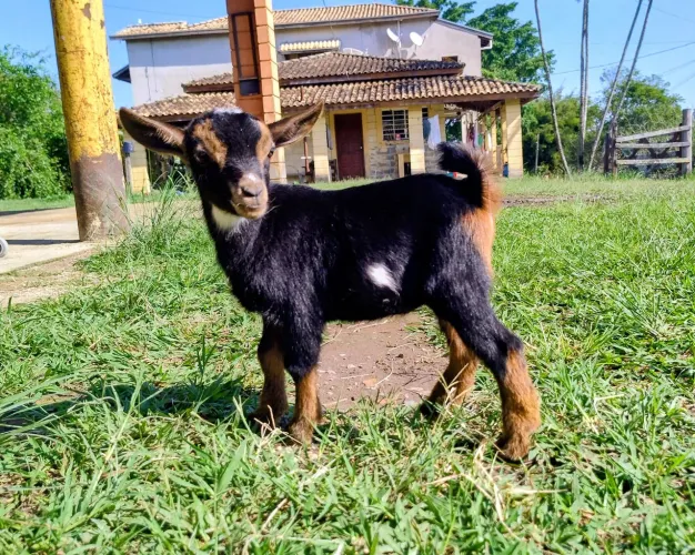Mini Cabra