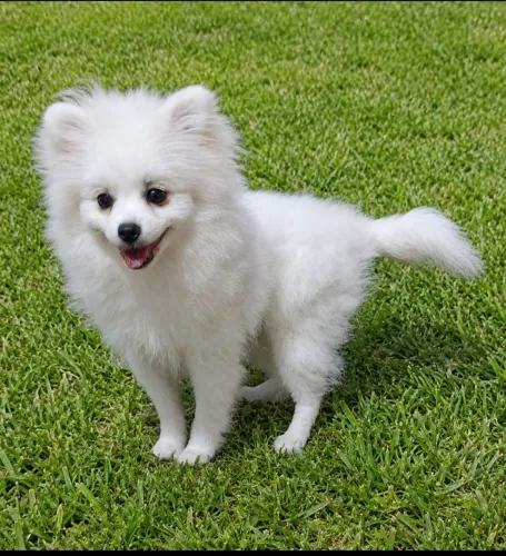 SPITZ ALEMÃO MACHO 