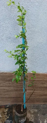 Vendo está muda de acerola