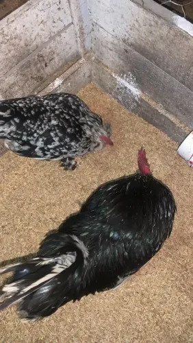 Casal Belgian mottled!