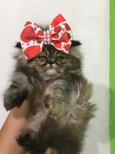 Gato Persa lindos filhotinhos com padrão nobre