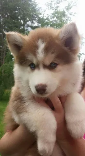 Husky siberiano a venda