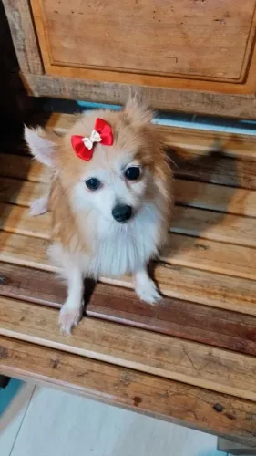 Spitz Alemão Doação
