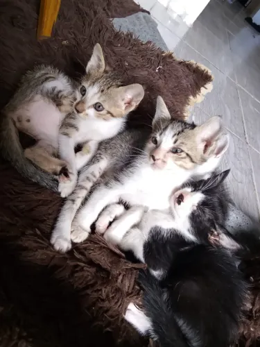 Gatinhos para adoção