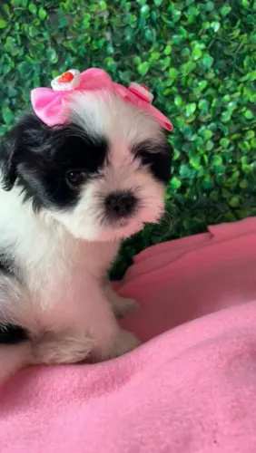 Lindas princesas da raça shihtzu, disponíveis para entrega imediata