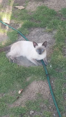 Gatos adolescentes precisam de um lar ?