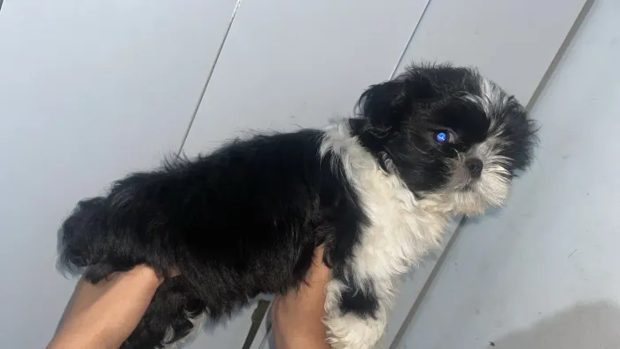 Shih tzu macho