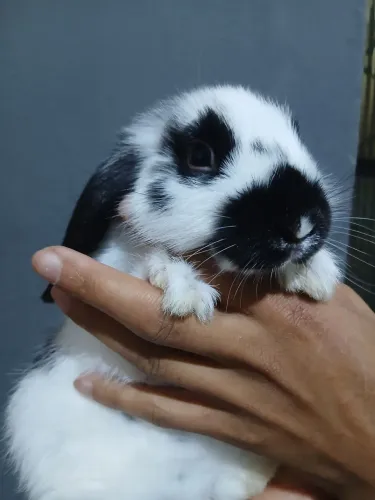 Coelho lop nacional
